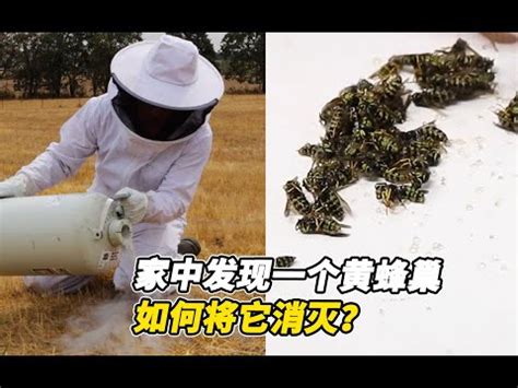 蜜蜂在家築巢|2024蜂巢處理最新指南